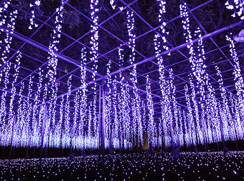 超夢幻的足立花卉公園「光之花庭院2018」開幕啦!東京近郊最美聖誕節點燈