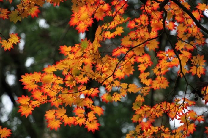 日本賞楓懶人包 關西攻略紅葉景點選京都 大阪 奈良 神戶 金澤 三重 Japaholic