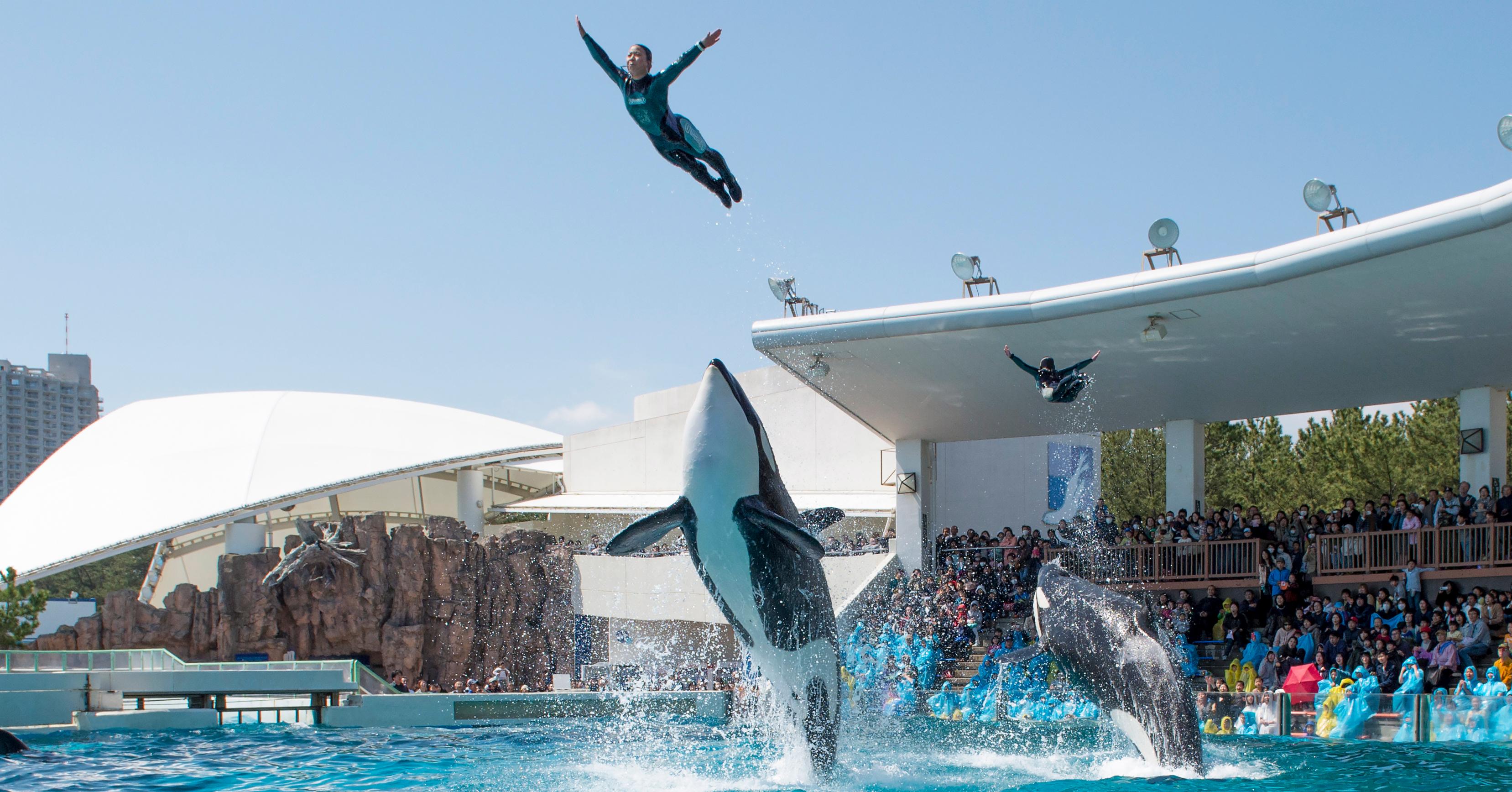 千葉「鴨川海洋世界」家族旅行必訪!不可錯過的虎鯨表演秀,大人小孩都玩得盡興