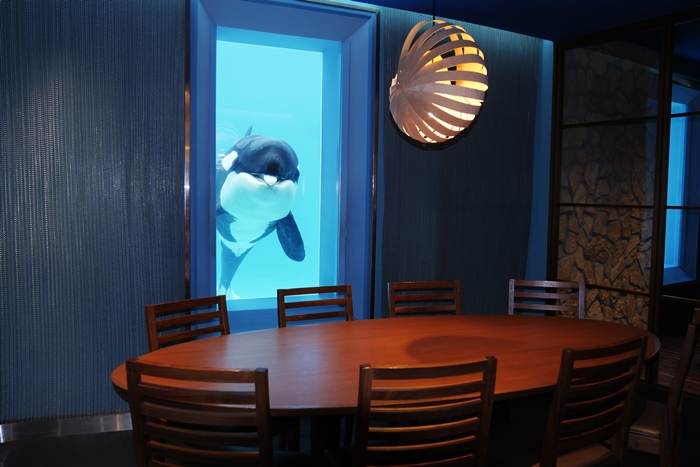 海洋餐廳的虎鯨