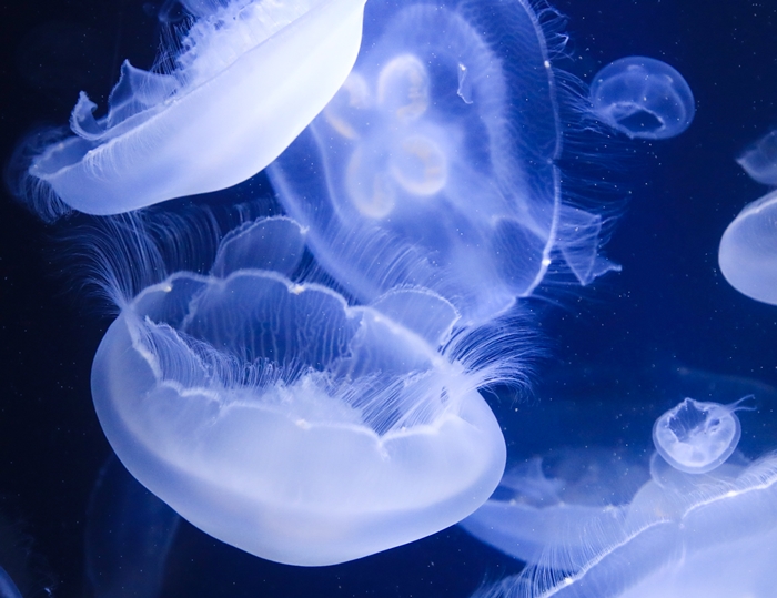 鴨川海洋世界-水母
