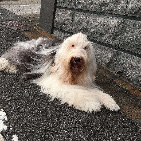 牧羊犬多洛洛