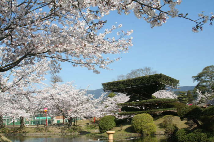 九州賞櫻-小城公園