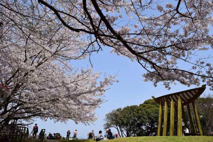 九州賞櫻-福岡市西公園