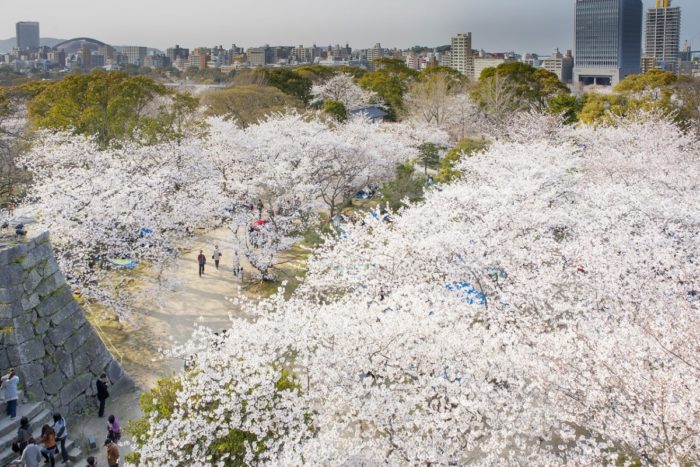 九州賞櫻-福岡城跡舞鶴公園