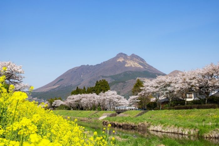九州賞櫻-由布院櫻花並木散步道