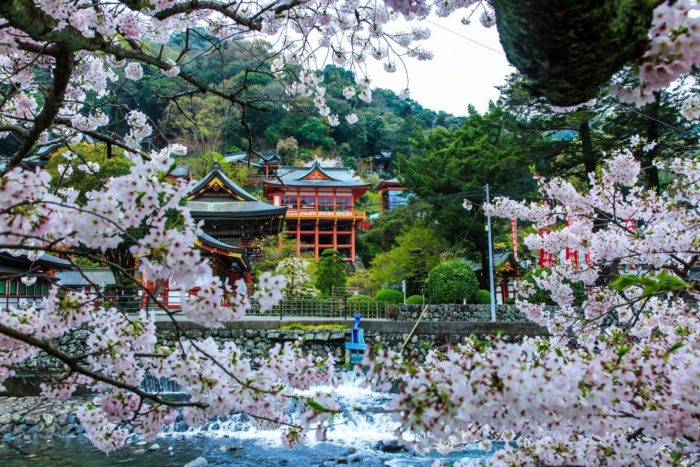 九州賞櫻-佑德稻荷神社