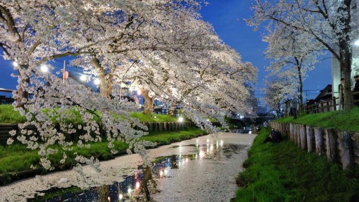 川越冰川神社內緣結cafe_新河岸川櫻花滿開夜景