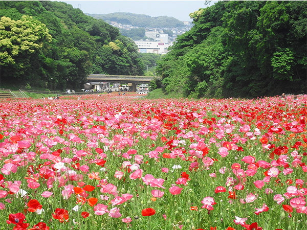 橫須賀市久里濱花之國 「罌粟花節」開跑 百萬株花卉競相爭豔
