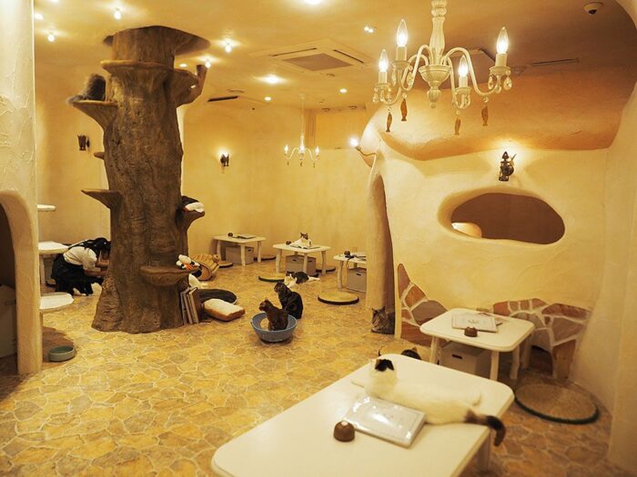cat cafe內部