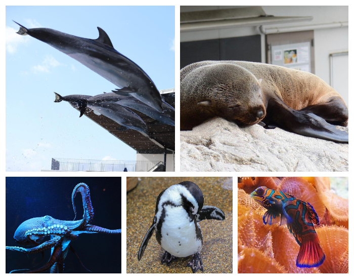 京都水族館生物