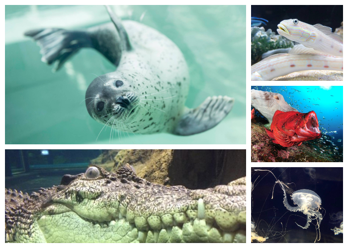 神戶市立須磨海濱水族園動物