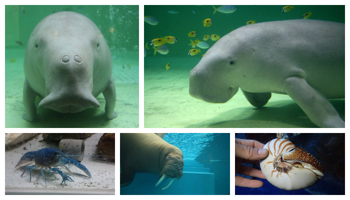 鳥羽水族館生物