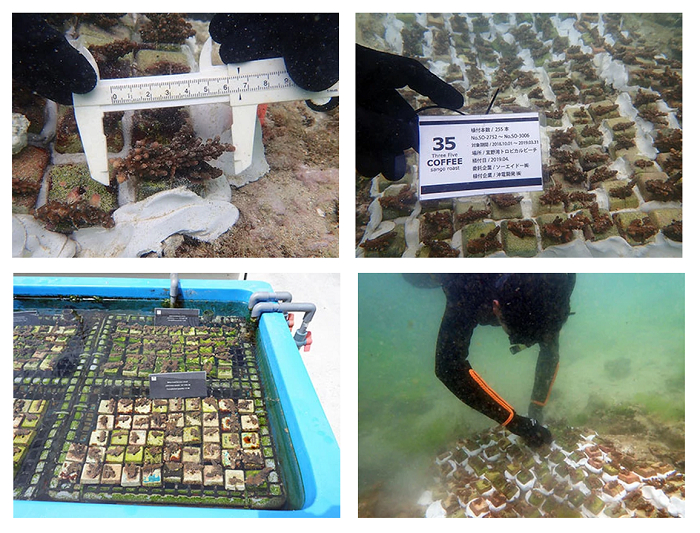 35 COFFEE珊瑚復育計畫