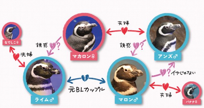 東京墨田水族館也有企鵝關係圖!晴空塔上的午間肥皂劇現正熱映中