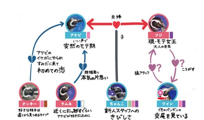 墨田水族館企鵝關係圖