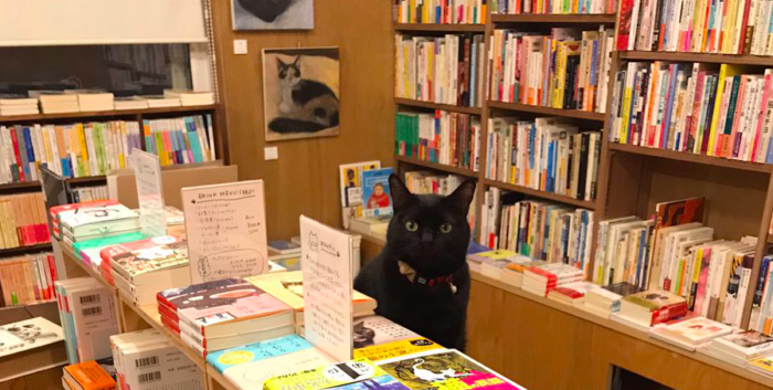Cats Meow Books