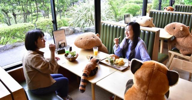 來伊豆仙人掌動物園用餐讓水豚教您安全的社交距離!
