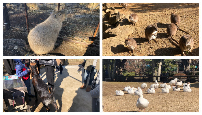 伊豆仙人掌動物園_水豚_鴨子_小馬