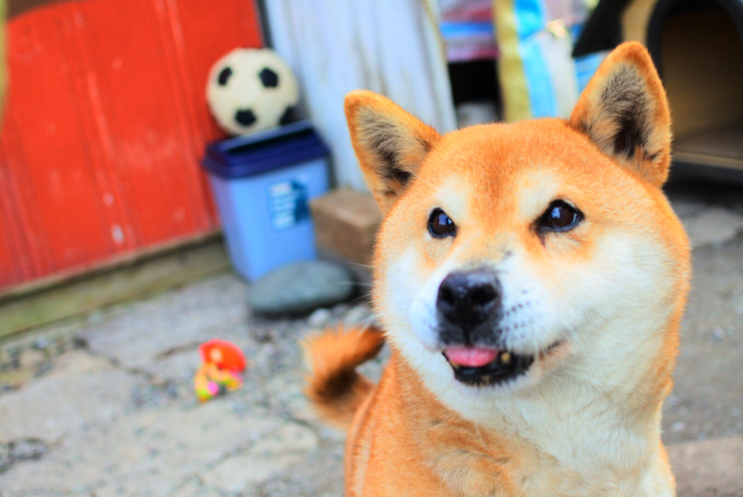 日本超人氣柴犬必追IG帳號TOP 10!融化你心的超萌柴柴趕快追蹤下去!