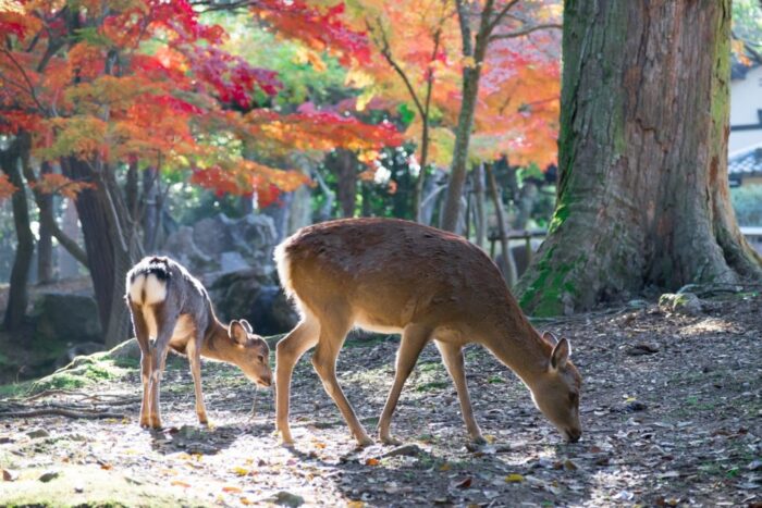 紅葉