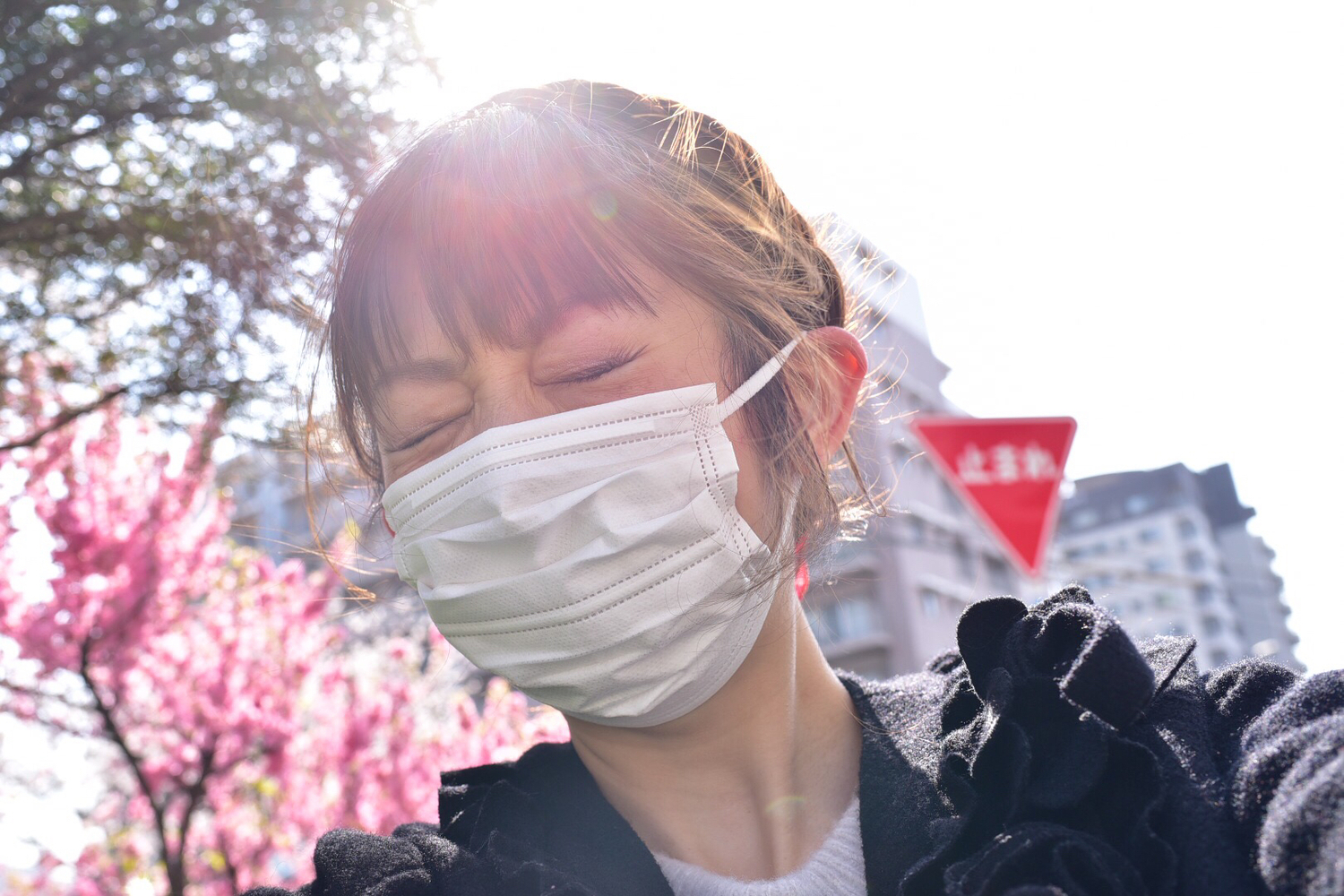 日本花粉症的「花粉」來自哪朵花?一起來補充日本冷知識