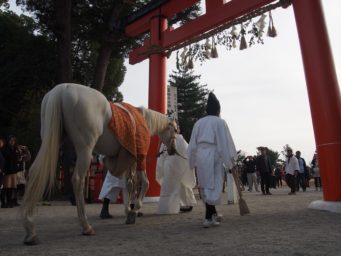 日本新年神社裡出現超帥氣白馬!?歷史悠久的「白馬節會」在京都