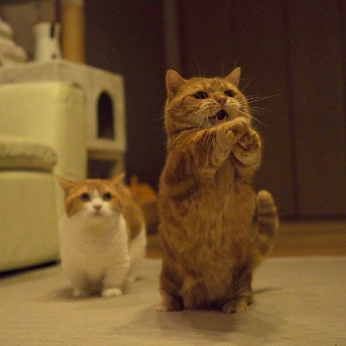 貓奴必追_茶太郎