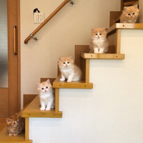 貓奴必追_短腿家