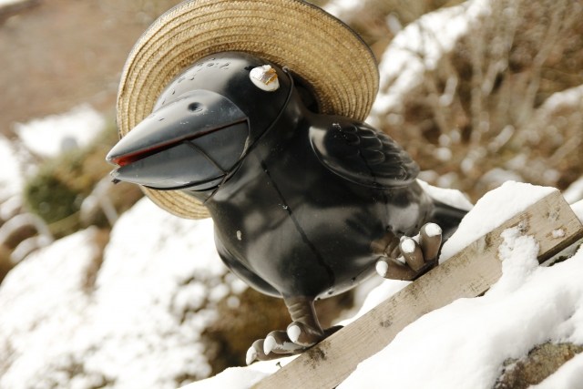 在日本各地擾民的烏鴉其實很受日本人喜愛？