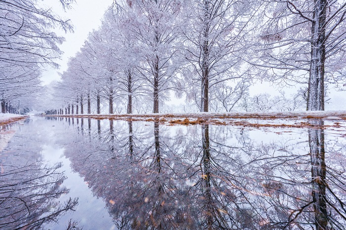 水杉林蔭大道雪景1