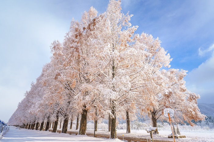 水杉林蔭大道雪景2