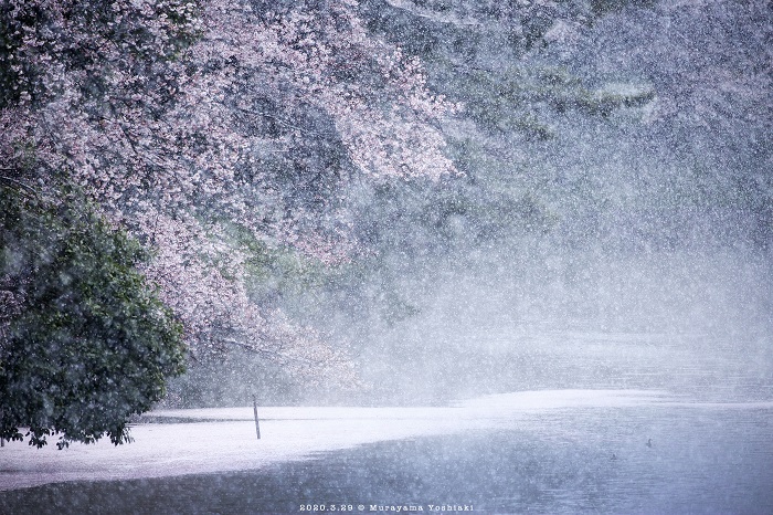 千鳥之淵雪景2