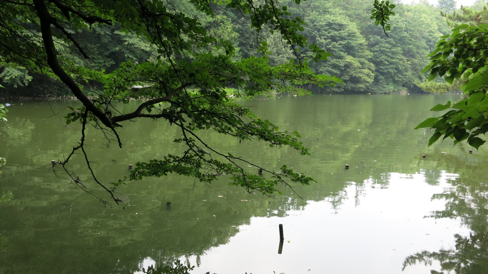 公主怨靈浮現 石神井公園湖中傳說6