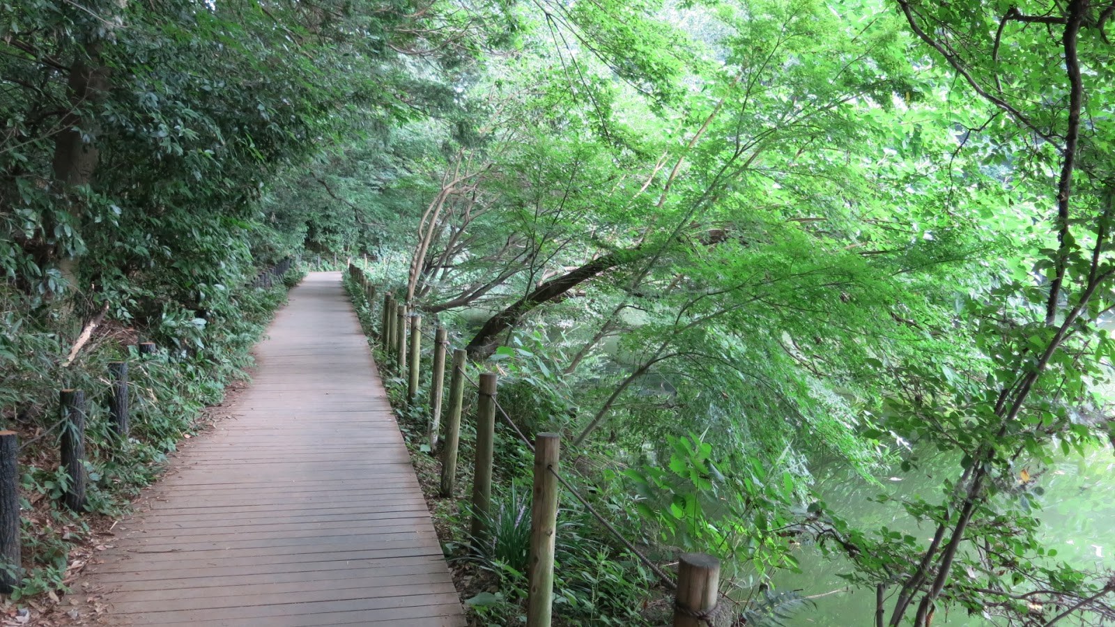 公主怨靈浮現 石神井公園湖中傳說7