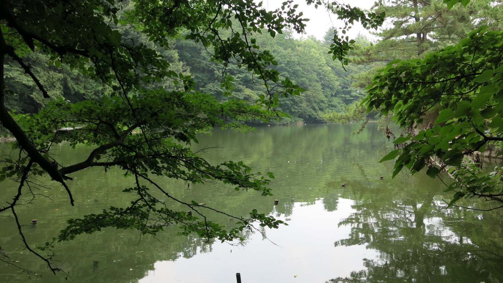 公主怨靈浮現 石神井公園湖中傳說8