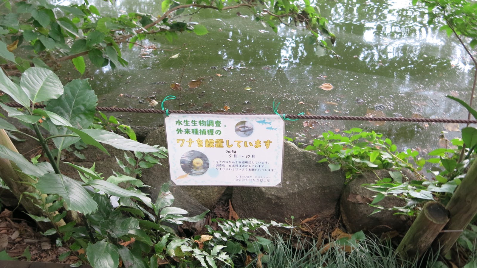 公主怨靈浮現 石神井公園湖中傳說13