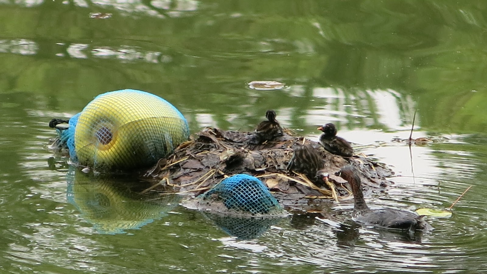 公主怨靈浮現 石神井公園湖中傳說10