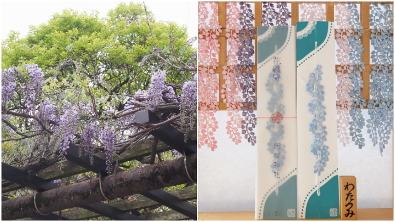 2026日本廣島岡山紫藤花景點推薦！超夢幻的紫藤花×魯冰花同框美景