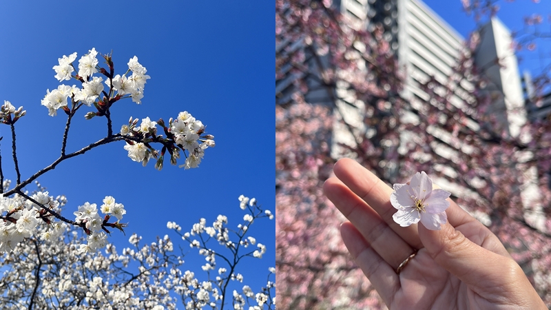 日本怎麼宣佈東京櫻花「開花」？看這一顆標本木就知道什麼時候滿開！