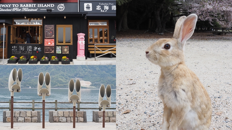 來廣島絕不能錯過的兔子島「大久野島」！全島700多隻兔子真的超萌