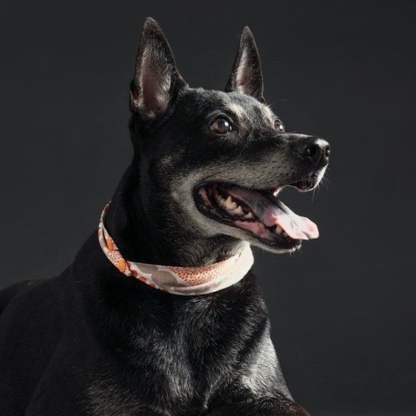 【今天換我推】日本遊戲在地化專案PM卡茲拉,用歌曲告訴你俗稱的「遊戲翻譯」是怎樣組團打怪完成!