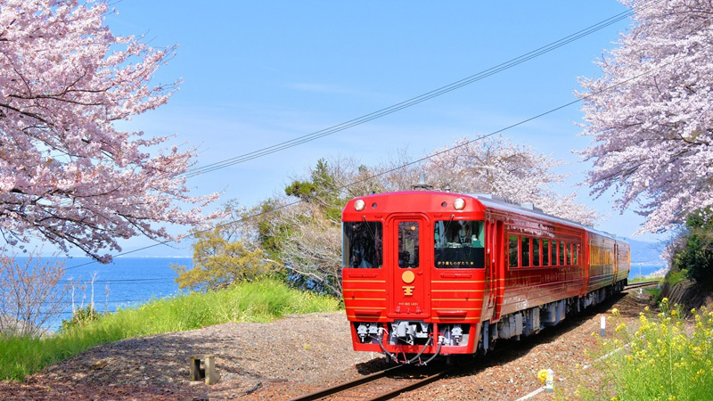 【觀光列車】開箱四國「伊予灘物語」道後篇，品味櫻花與夕陽的春季饗宴