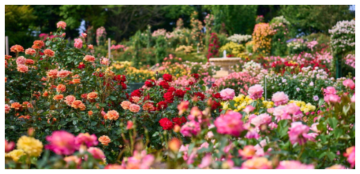 四月底日本旅行必去！關東地區最高級「京成玫瑰園」上萬玫瑰競豔，春季活動「愛麗絲夢遊仙境」即將開跑