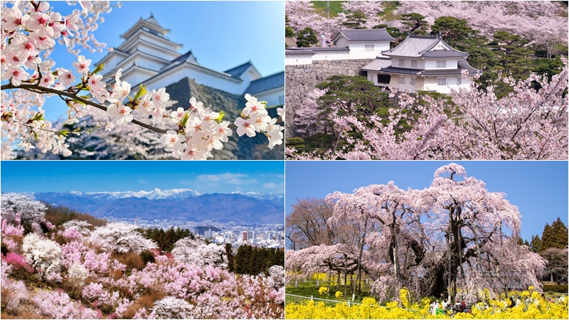 福島櫻花景點10選推薦!美如瀑布的「三重瀧櫻」絕對必看
