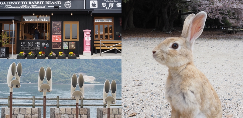 來廣島絕不能錯過的兔子島「大久野島」!全島700多隻兔子真的超萌