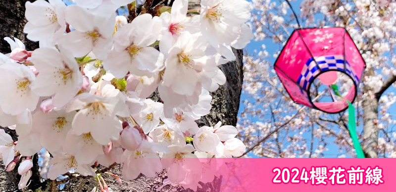 2024櫻前線分析，日本賞櫻攻略就看這一篇！