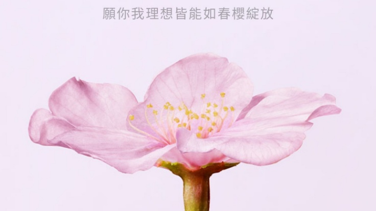 SHIRO限定香「櫻花219」讓你一秒前往日本賞櫻。百元單品感受滿滿櫻花幸福心意!