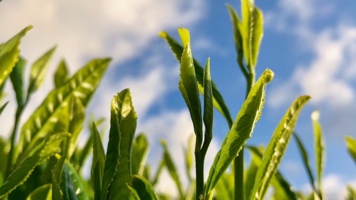 八十八夜採茶去！日本特有的八十八夜節令