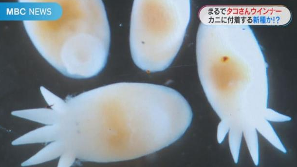 鹿兒島發現新物種超像章魚小香腸萌翻研究團隊!網路超可愛創作療癒又吸睛